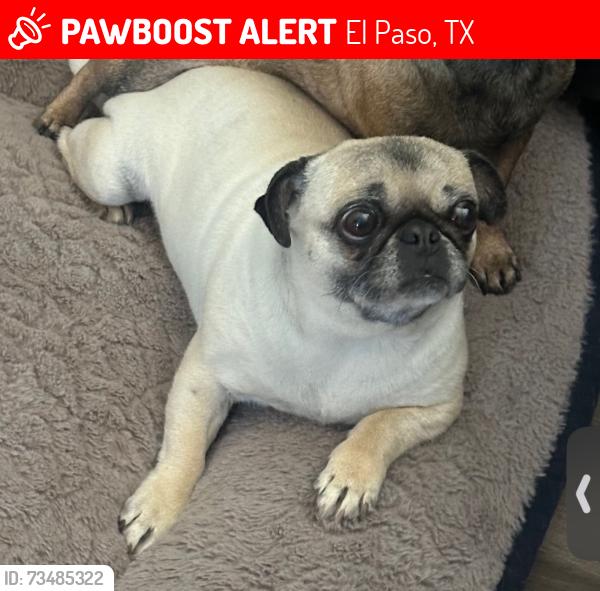 Lost Female Dog last seen Whyburn St & Donald Dr, El Paso, TX 79924
