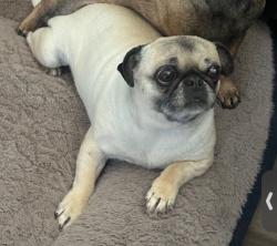 Lost Female Dog last seen Whyburn St & Donald Dr, El Paso, TX 79924