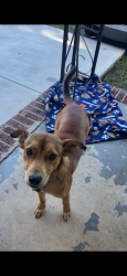 Reunited Male Dog last seen Homer Ga, Homer, GA 30547