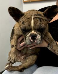 Reunited Female Dog last seen E. 23rd Street, Chattanooga, TN 37404