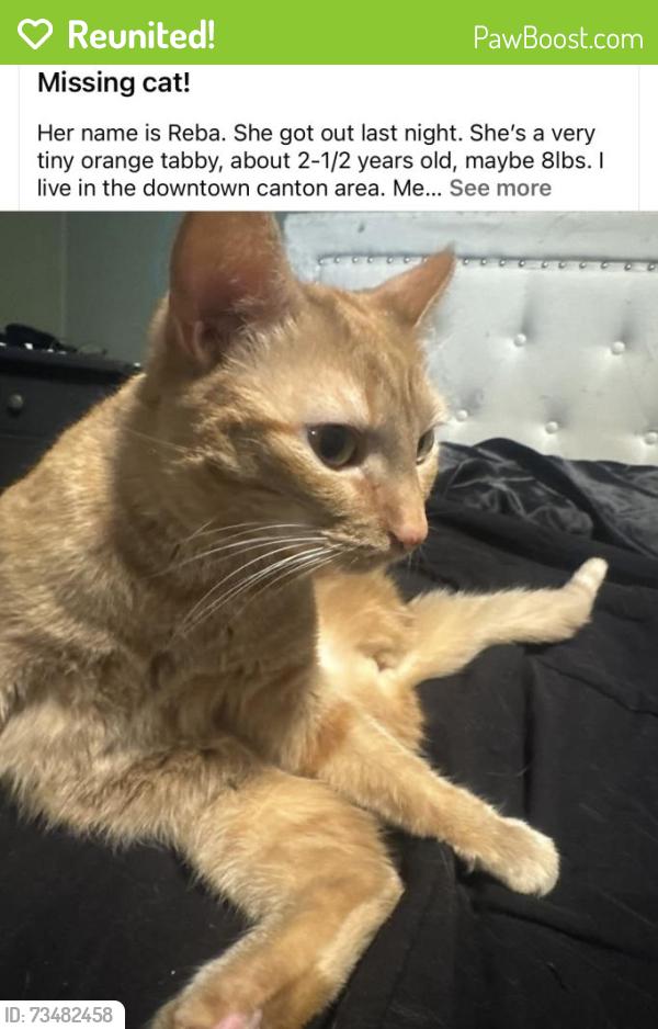 Reunited Female Cat last seen Near Spring Ave NE, Canton, OH 44714, USA, Canton, OH 44714