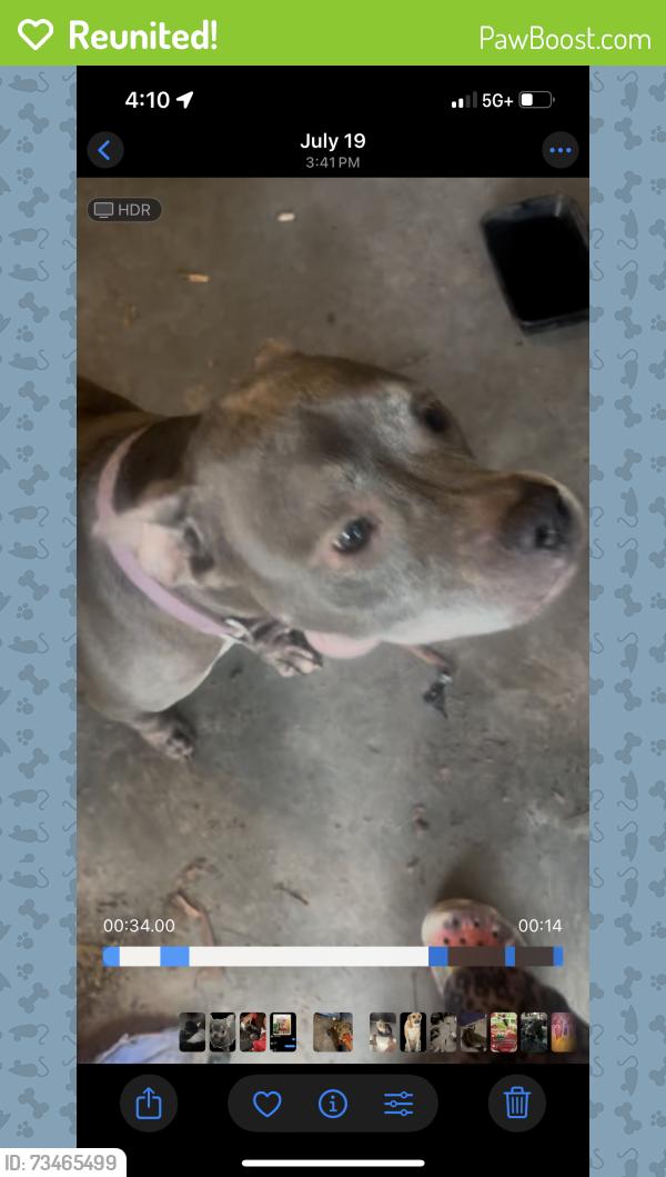 Reunited Female Dog last seen The pig off of lem turner, Jacksonville, FL 32208