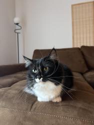 Lost Female Cat last seen Mallory Creek (The pinnacle), Leland, NC 28479