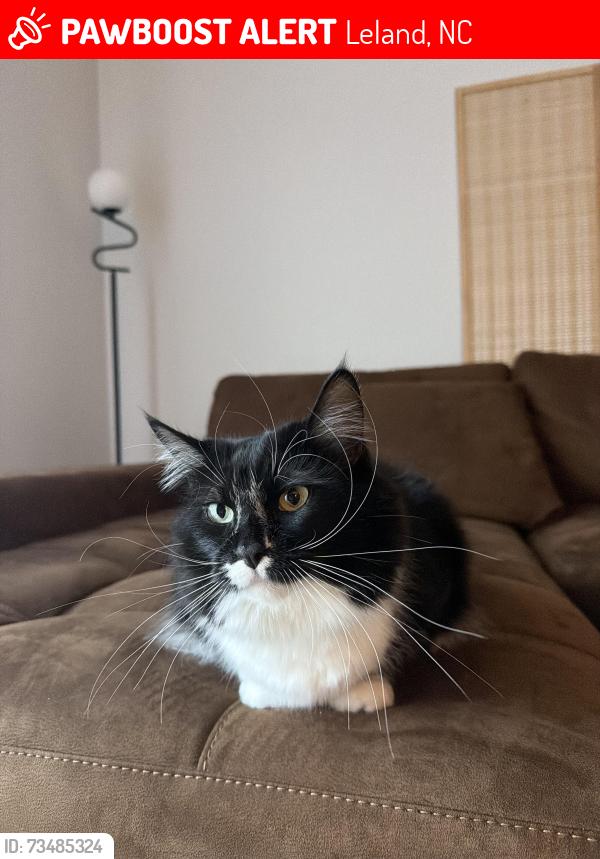 Lost Female Cat last seen Mallory Creek (The pinnacle), Leland, NC 28479