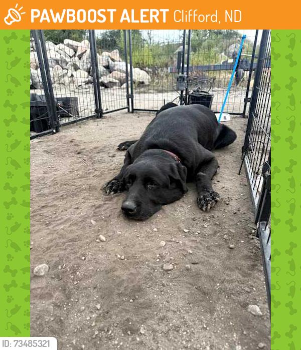 Found/Stray Female Dog last seen County Road 9 - Clifford, ND, Clifford, ND 58016