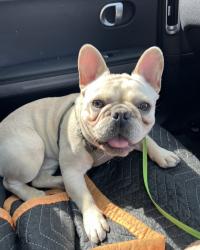 Reunited Male Dog last seen Yukon and 133rd street, Hawthorne, CA 90250