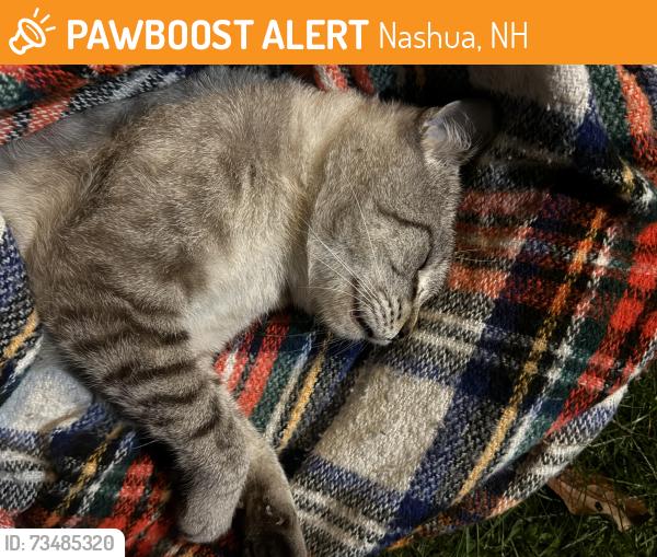 Found/Stray Unknown Cat last seen Main Dunstable Road between Valhalla Dr. and Fordham Dr., Nashua, NH 03062