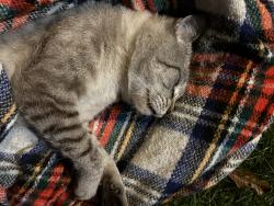 Found/Stray Unknown Cat last seen Main Dunstable Road between Valhalla Dr. and Fordham Dr., Nashua, NH 03062