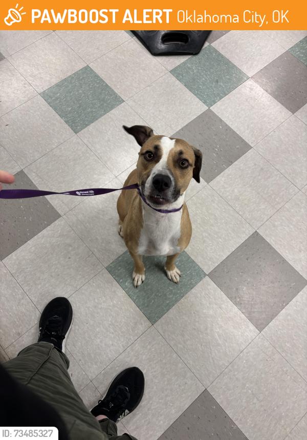 Found/Stray Male Dog last seen Wilshire Ridge Drive and Wood Duck, Oklahoma City, OK 73132