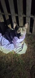 Found/Stray Male Dog last seen Henderson St., Cleburne, TX 76033