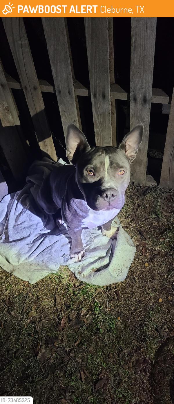 Found/Stray Male Dog last seen Henderson St., Cleburne, TX 76033