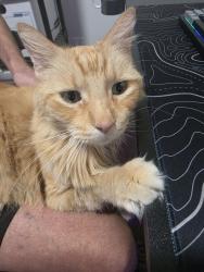 Reunited Male Cat last seen Baker and 5th St, Ontario, CA 91764