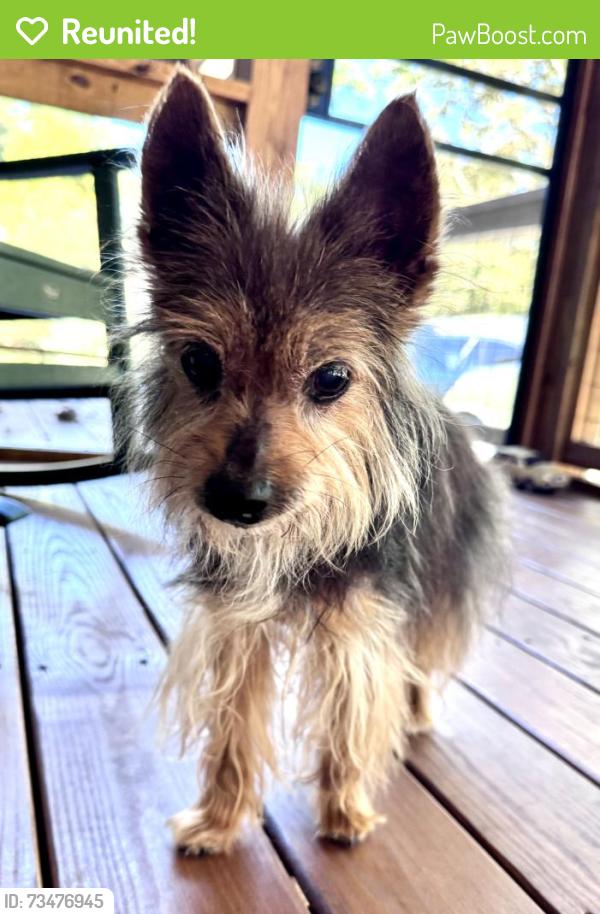 Reunited Unknown Dog last seen North Main St, Waynesville, NC 28786
