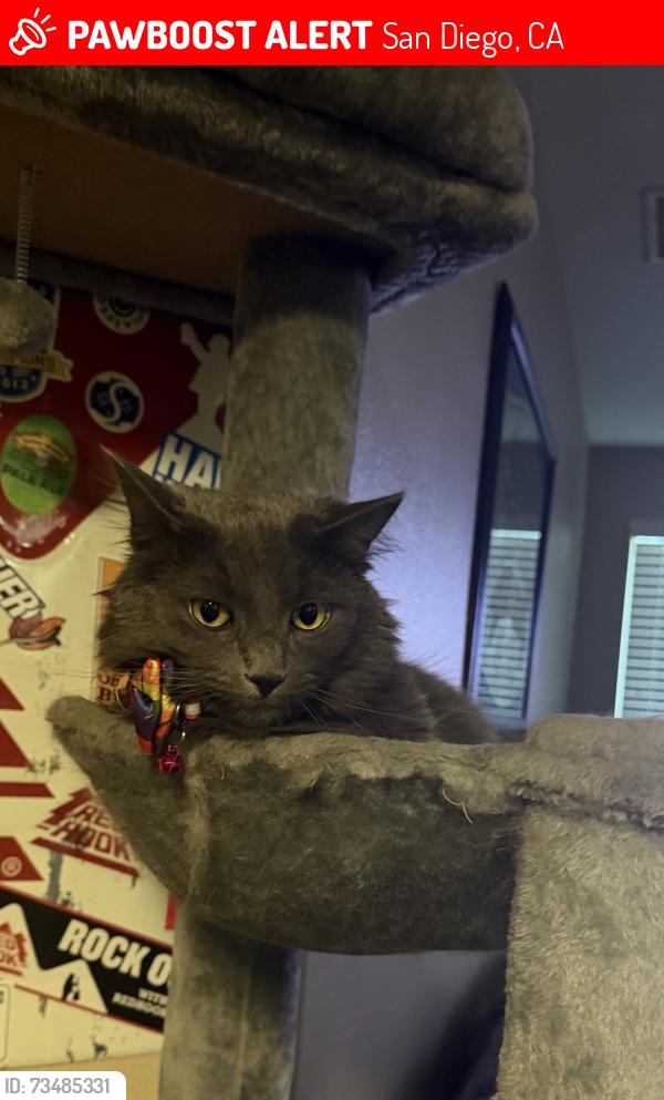 Lost Male Cat last seen RiverEdge Terrance apmt, San Diego, CA 92154