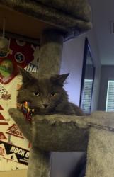 Lost Male Cat last seen RiverEdge Terrance apmt, San Diego, CA 92154