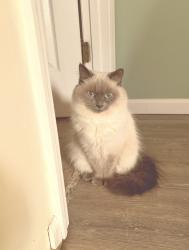 Lost Female Cat last seen Woods, Washington Township, PA 15613