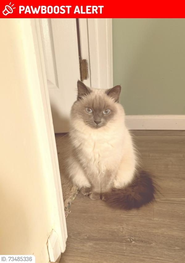 Lost Female Cat last seen Woods, Washington Township, PA 15613