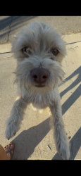 Reunited Male Dog last seen Somerdale st corona ca, Corona, CA 92879