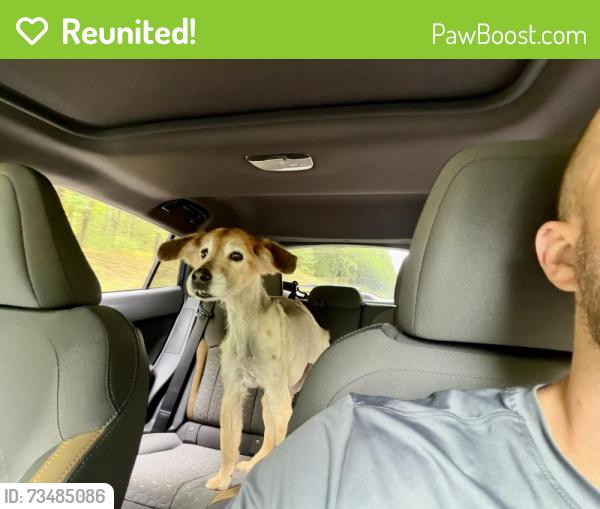 Reunited Female Dog last seen Forest Drive/Heron Bay, Lords Valley, PA 18428