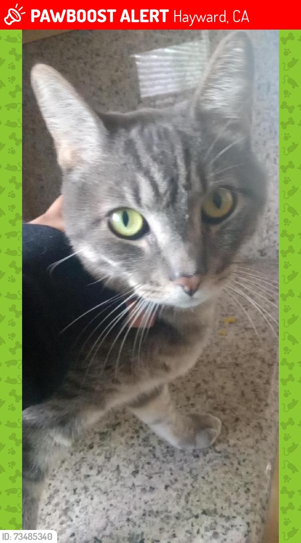 Lost Male Cat last seen 6th x b st, Hayward, CA 94541