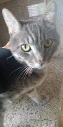 Lost Male Cat last seen 6th x b st, Hayward, CA 94541