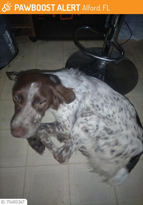 Found/Stray Male Dog last seen Tennessee st, Alford, FL 32420