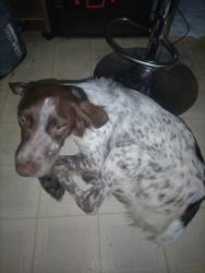 Found/Stray Male Dog last seen Tennessee st, Alford, FL 32420