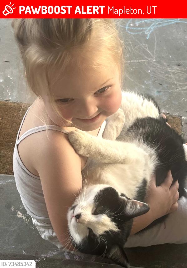 Lost Male Cat last seen Near n mapleton, Mapleton, UT 84664