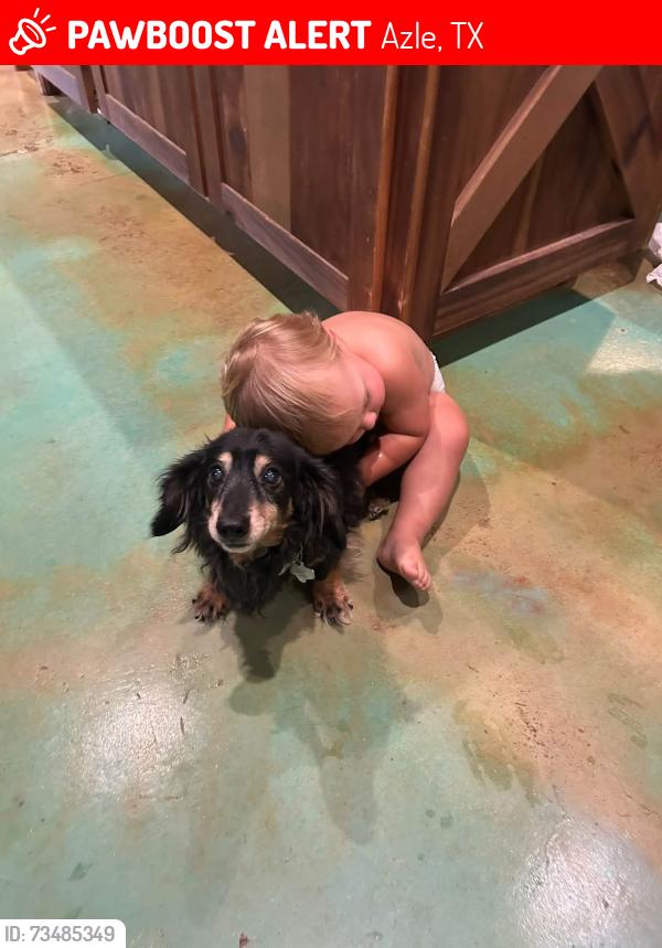 Lost Male Dog last seen Azle land cemetery across the street, Azle, TX 76020