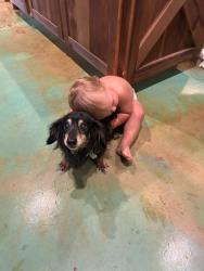 Lost Male Dog last seen Azle land cemetery across the street, Azle, TX 76020