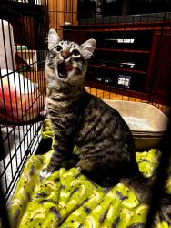 Reunited Unknown Cat last seen 180th st sw/Olympic view drive, Lynnwood, WA 98037