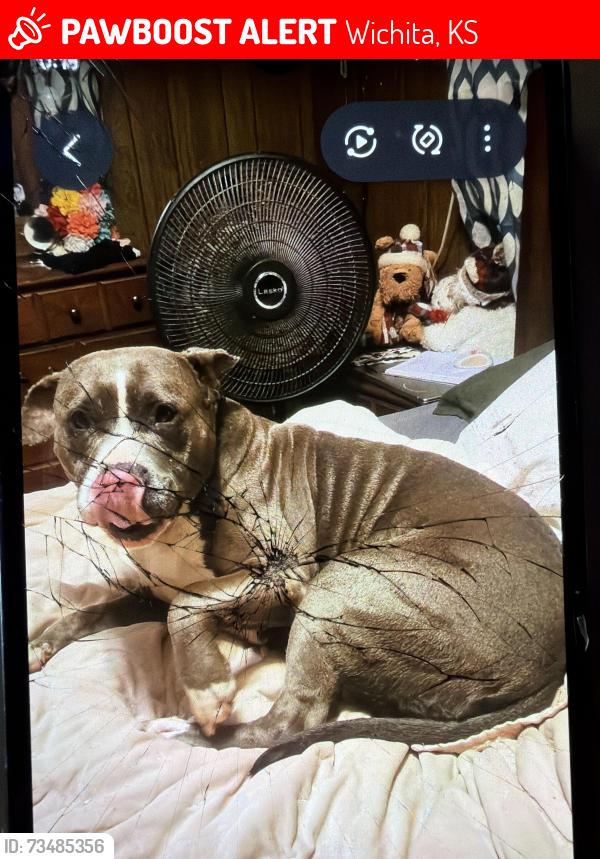 Lost Female Dog last seen Harry and Laura, Wichita, KS 67216