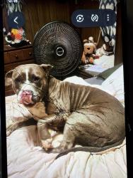 Lost Female Dog last seen Harry and Laura, Wichita, KS 67216