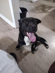 Lost Male Dog last seen Hiram lithia springs rd, Powder Springs, GA 30127