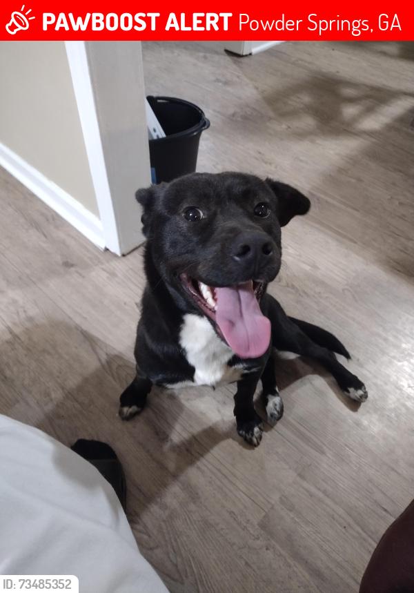Lost Male Dog last seen Hiram lithia springs rd, Powder Springs, GA 30127