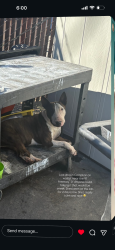 Found/Stray Female Dog last seen Central Ave and Walnut St, Compton, CA 90220