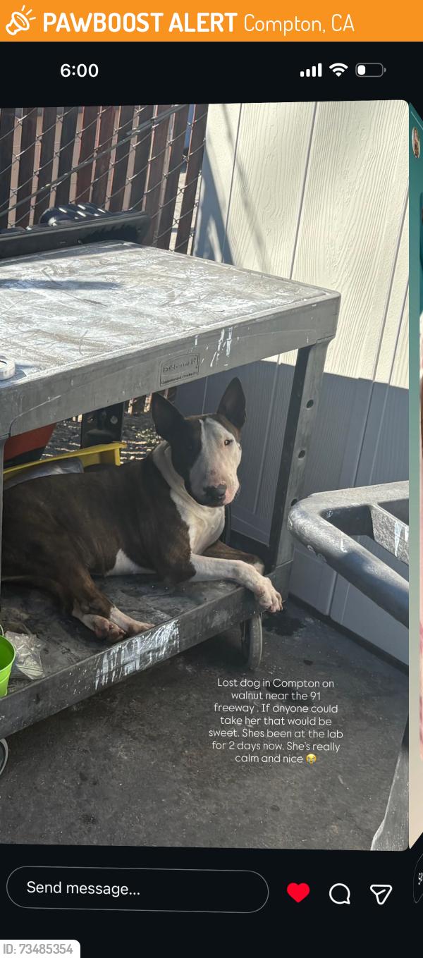 Found/Stray Female Dog last seen Central Ave and Walnut St, Compton, CA 90220