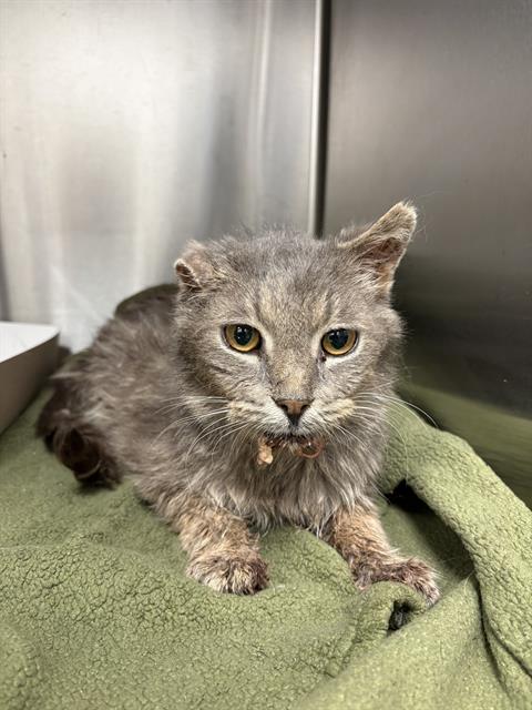 Shelter Stray Male Cat last seen Near, 5001 E Raymond St, Indianapolis, IN 46203, USA