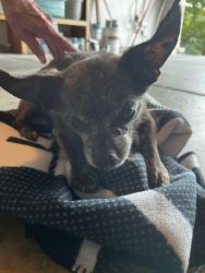 Reunited Unknown Dog last seen Snow and Center, Martinez, CA 94553