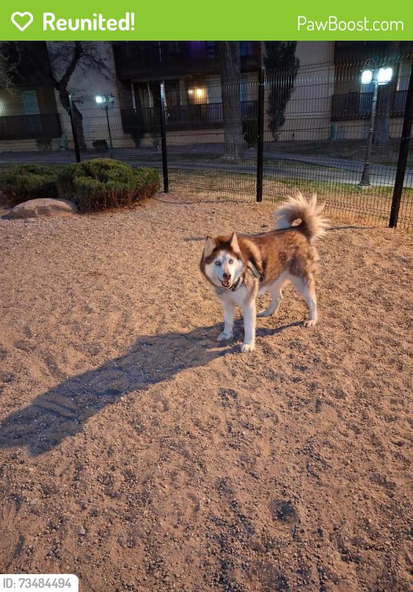 Reunited Female Dog last seen Sedillo Hill Rd, Dennis Chavez Estates, NM 87059