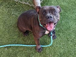 Shelter Stray Female Dog last seen 89TH DR AND SUPERIOR AVE, 2500 S 27th Ave, Phoenix, AZ 85009, USA