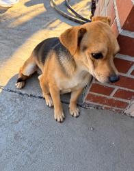 Found/Stray Male Dog last seen Kelvedon Way, Vineyard, CA 95829