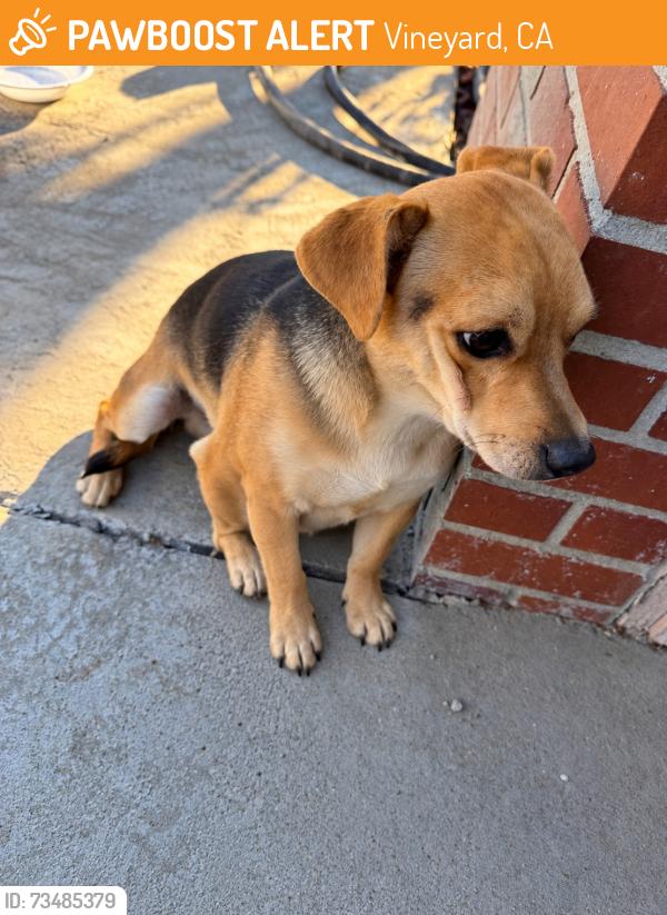 Found/Stray Male Dog last seen Kelvedon Way, Vineyard, CA 95829