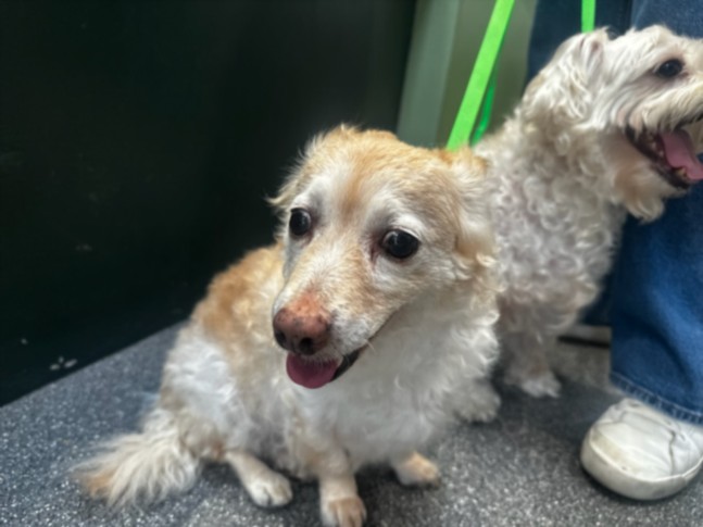 Shelter Stray Female Dog last seen , 3201 Lacy St, Los Angeles, CA 90031, USA