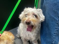 Shelter Stray Male Dog last seen , 3201 Lacy St, Los Angeles, CA 90031, USA