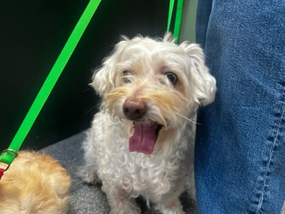 Shelter Stray Male Dog last seen , 3201 Lacy St, Los Angeles, CA 90031, USA