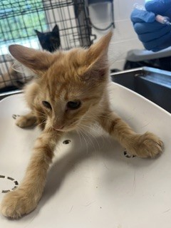 Shelter Stray Female Cat last seen ALAMANCE COUNTY, 221 Stone Quarry Rd, Burlington, NC 27217, USA