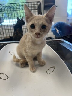 Shelter Stray Female Cat last seen ALAMANCE COUNTY, 221 Stone Quarry Rd, Burlington, NC 27217, USA