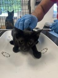 Shelter Stray Male Cat last seen ALAMANCE COUNTY, 221 Stone Quarry Rd, Burlington, NC 27217, USA