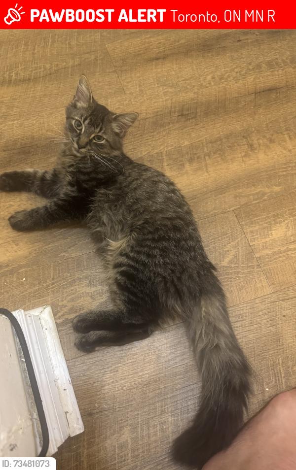 Lost Male Cat last seen Jane and driftwood court, Toronto, ON M3N 2R1